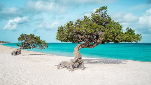 Eagle beach with divi divi trees on Aruba island