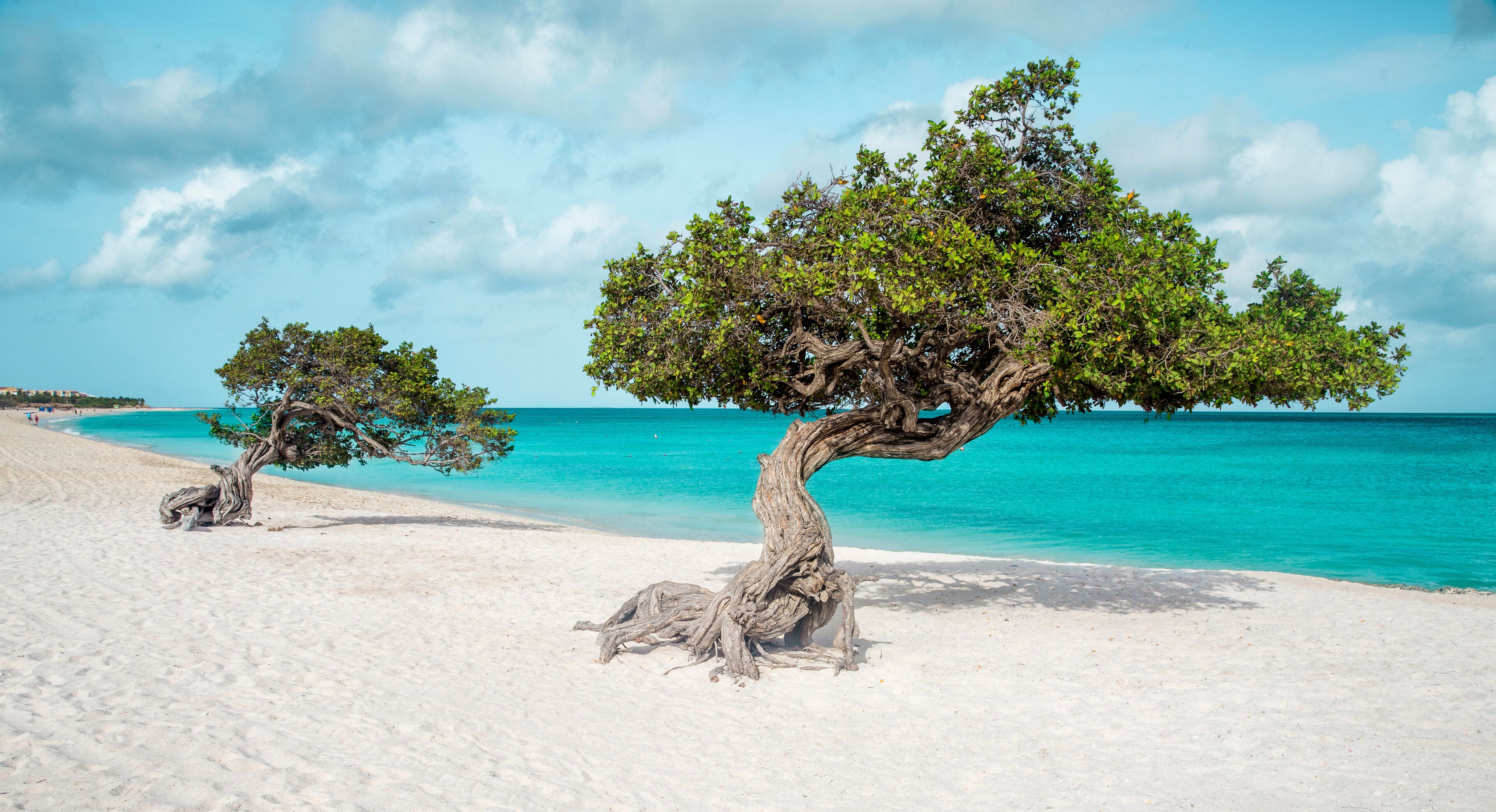 A beach with two twisted trees and turquoise water.
