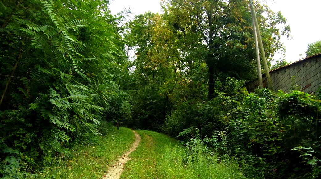 RUE DU BOIS DE LA CAILLE LYON CALUIRE