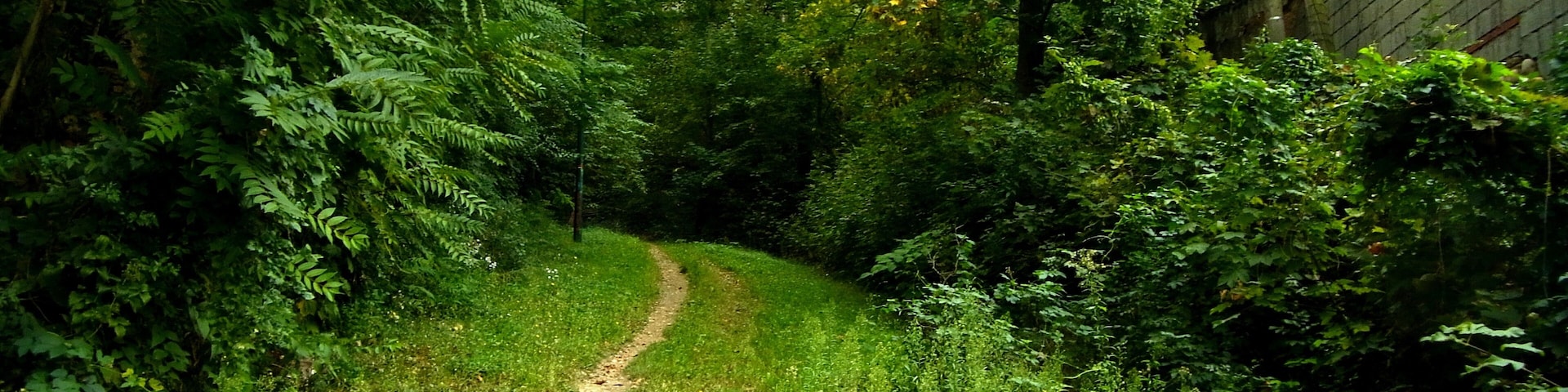 RUE DU BOIS DE LA CAILLE LYON CALUIRE