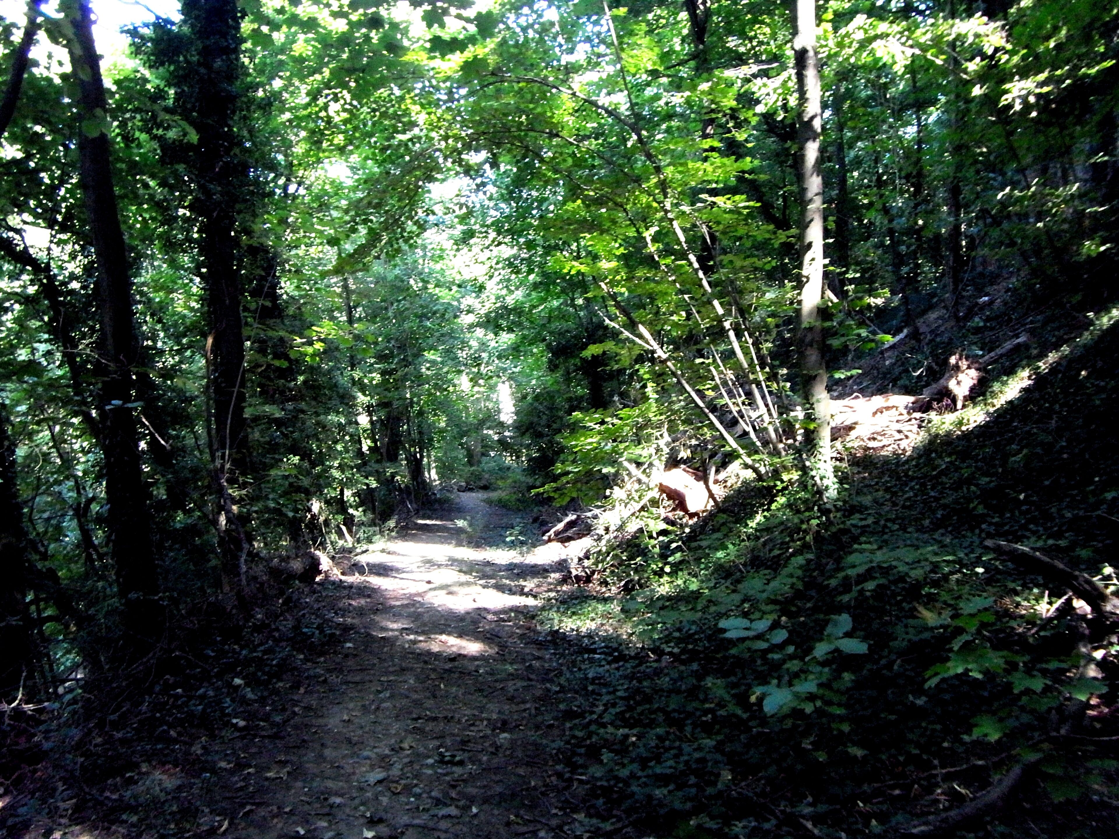 lE bOiS dE lA cAiLle lYoN fRaNcE