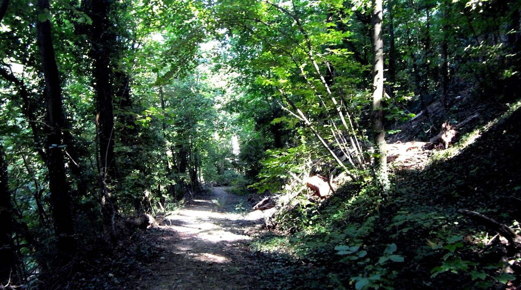 lE bOiS dE lA cAiLle lYoN fRaNcE