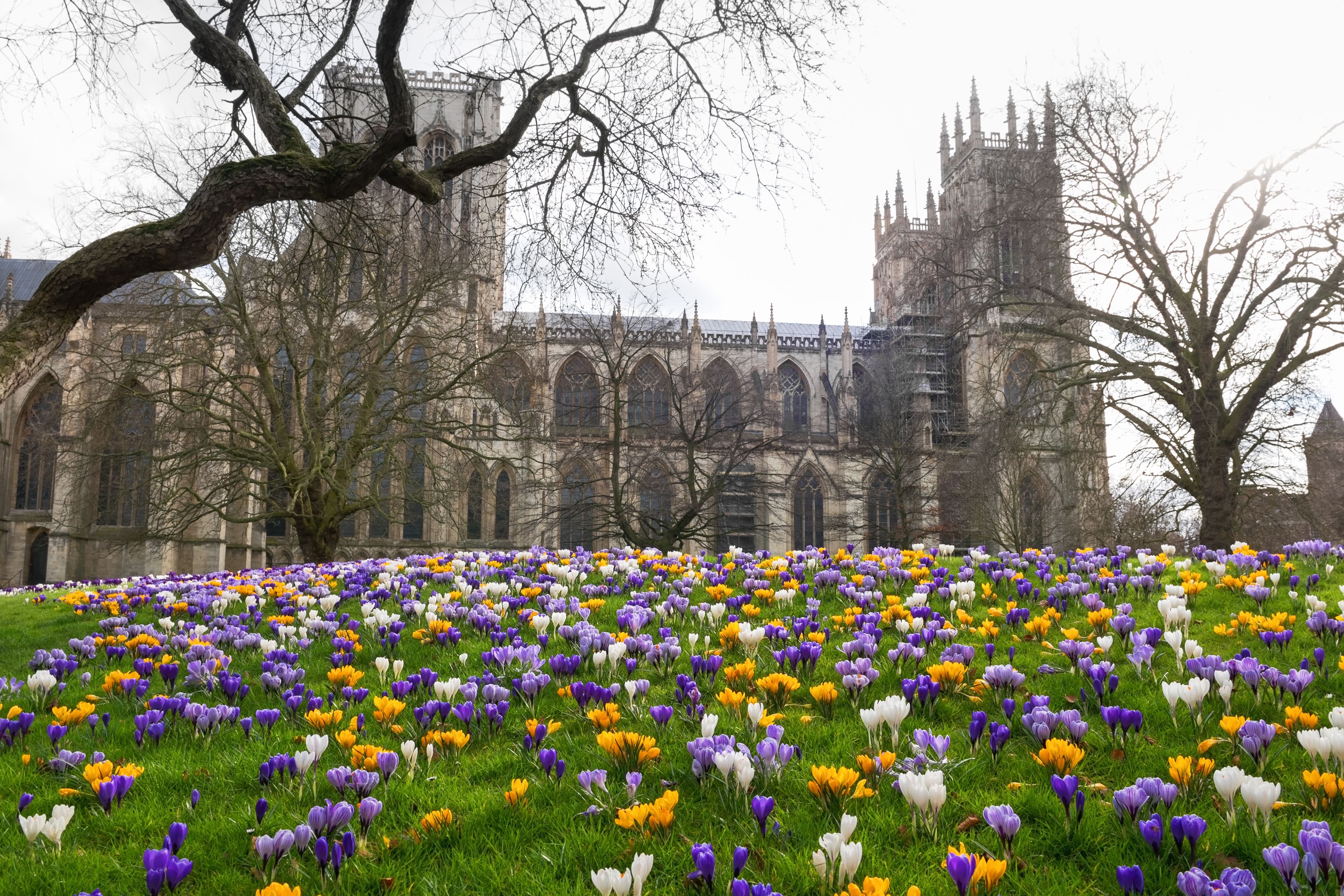 Uma catedral histórica com arquitetura gótica, rodeada por um campo de açafrão-de-primavera roxo, branco e amarelo.