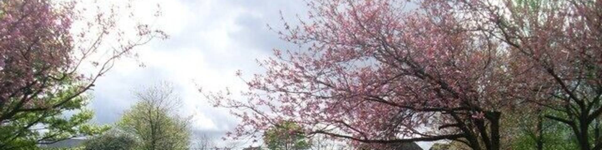 Playpark alongside Carntyne Road At the bottom of Tynecastle Crescent.
