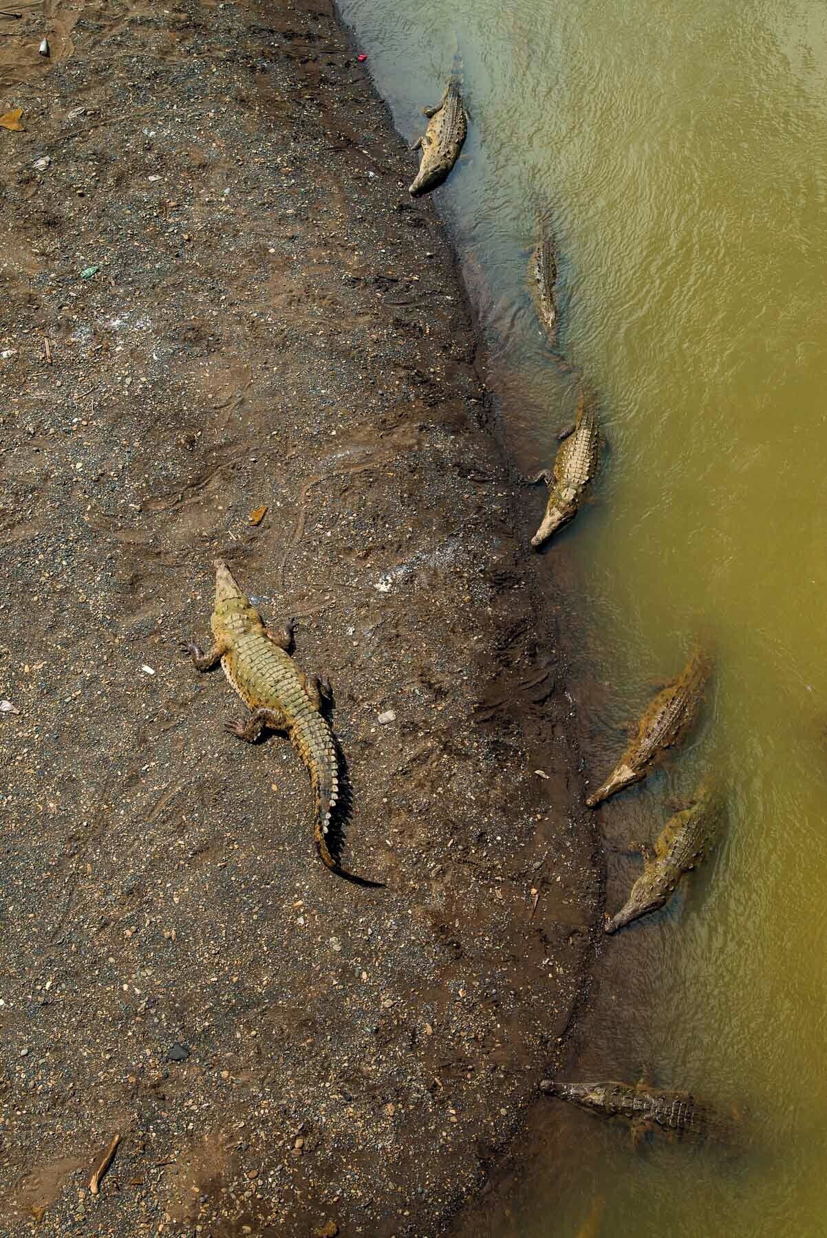 Rio Tarcoles is teeming with fairly large crocodiles. It is crossed by a bridge on the road to Manuel Antonio National Park, which makes it easy to watch the crocs doing not much from a safe distance. #Wildlife