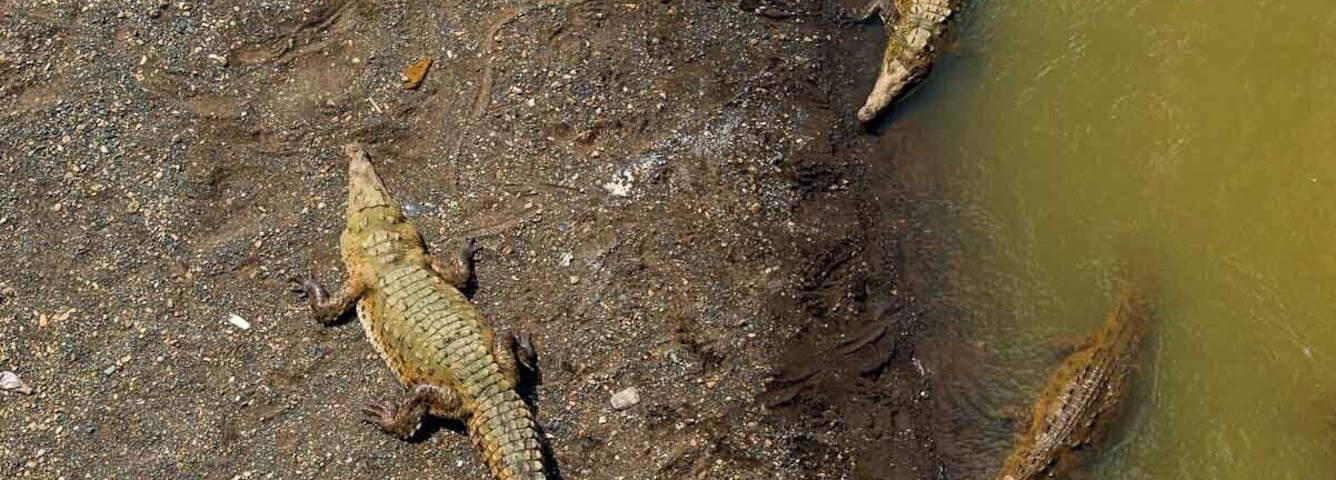 Rio Tarcoles is teeming with fairly large crocodiles. It is crossed by a bridge on the road to Manuel Antonio National Park, which makes it easy to watch the crocs doing not much from a safe distance. #Wildlife