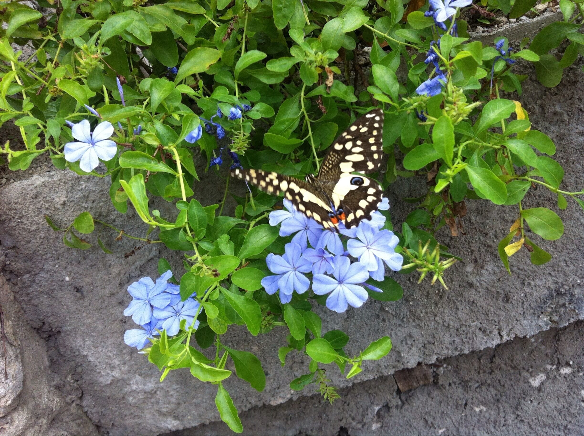 I managed to capture this little creature at the perfect momentum.