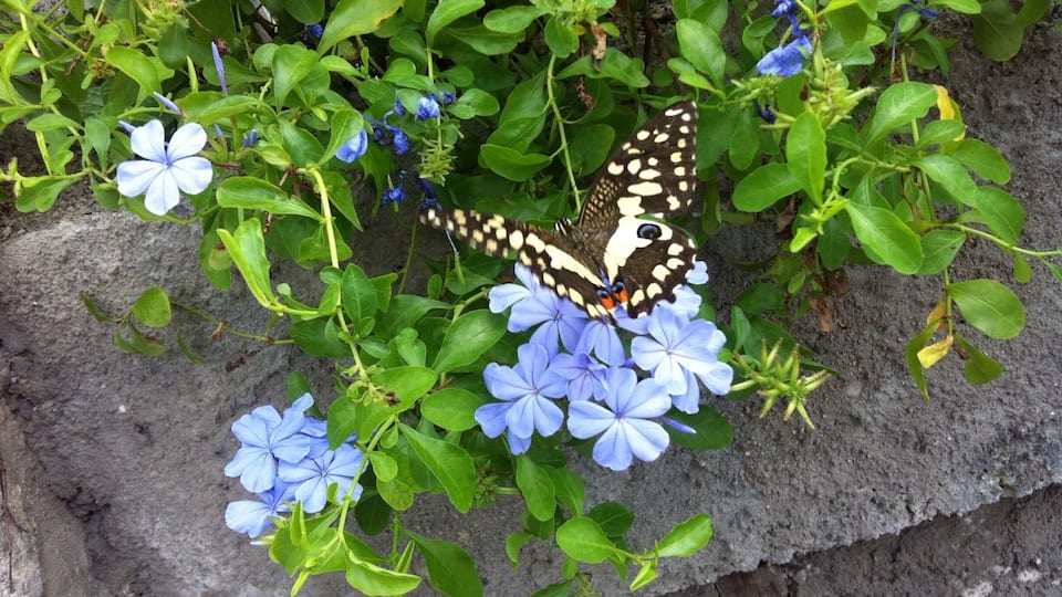 I managed to capture this little creature at the perfect momentum.