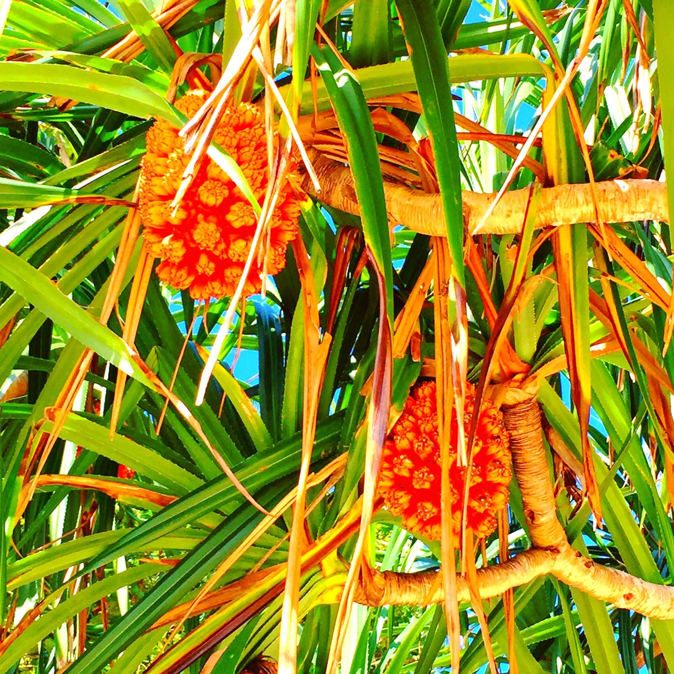 Island fruit 
#Green