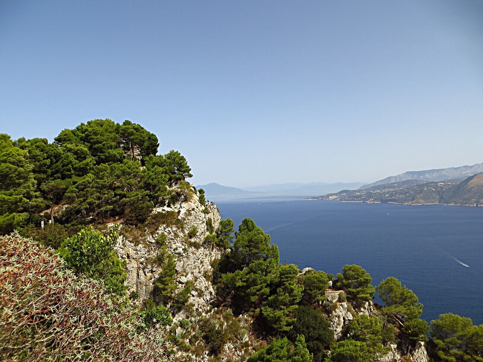 Un paisaje costero con densos pinos verdes sobre acantilados rocosos con vistas al mar tranquilo.
