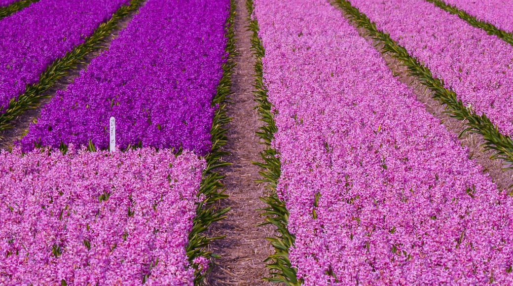 ยูลิอานาดอร์ป อาน เซ