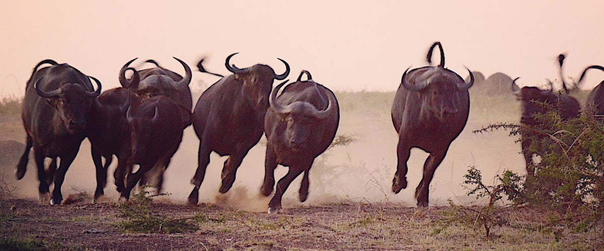 Charge