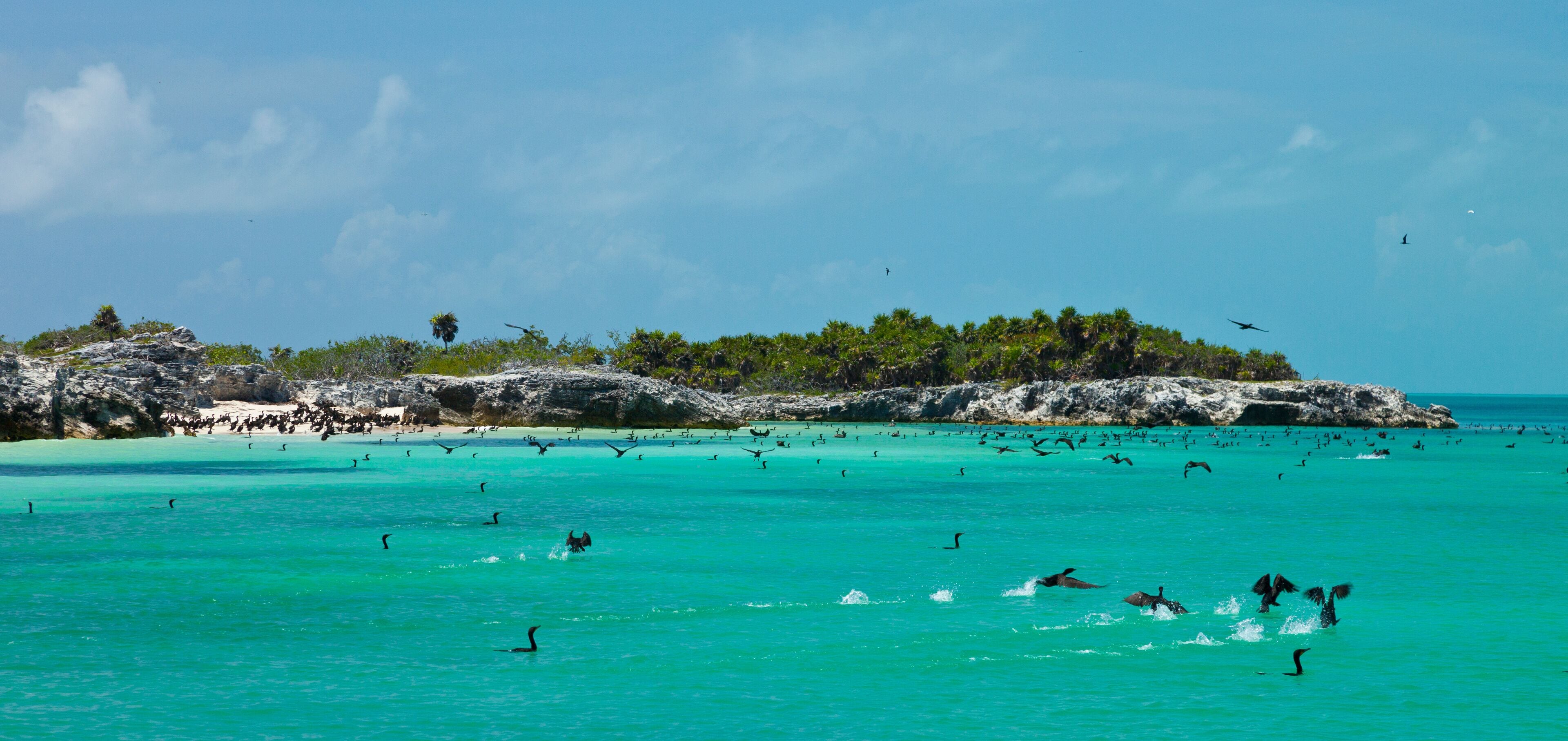 CORMORAN BICRESTADO, Parque Nacional Isla Contoy, Estado de Quntana Roo, Península de Yucatán, México