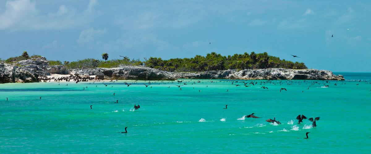 CORMORAN BICRESTADO, Parque Nacional Isla Contoy, Estado de Quntana Roo, Península de Yucatán, México