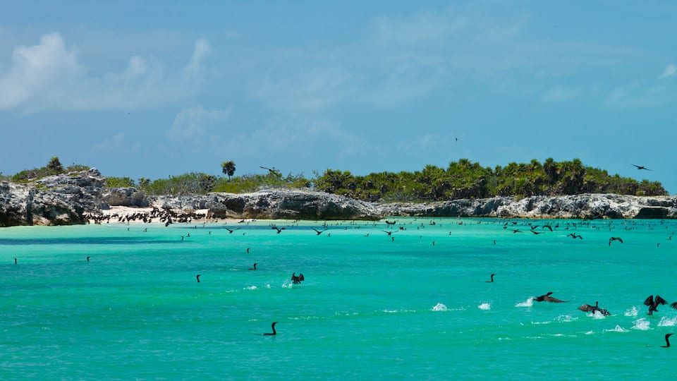 CORMORAN BICRESTADO, Parque Nacional Isla Contoy, Estado de Quntana Roo, Península de Yucatán, México