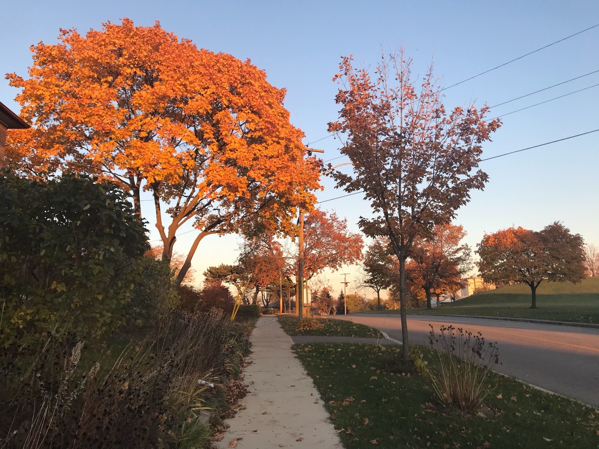 Autumn in Toronto 