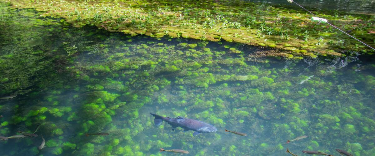 This Is a Beautiful Brazilian Lake