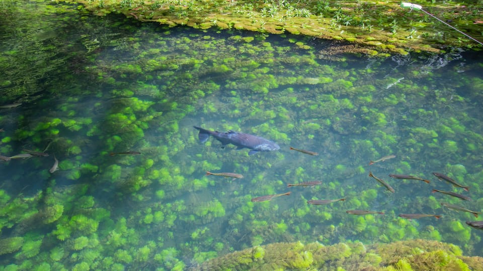 This Is a Beautiful Brazilian Lake