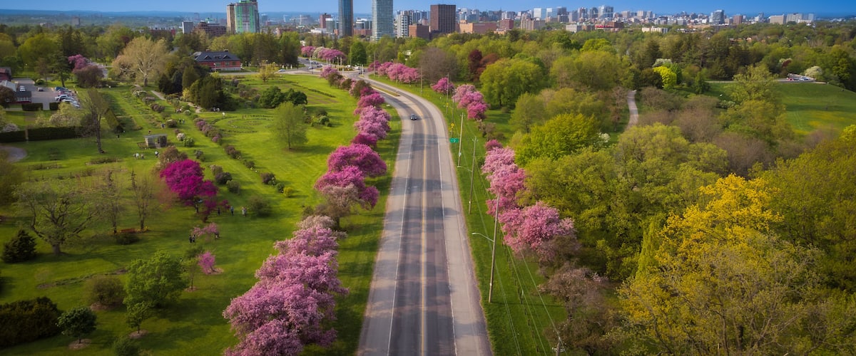 Un parc avec une route sinueuse, des cerisiers en fleurs et, en arrière-plan, la silhouette de la ville.