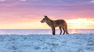 fuchs am meer