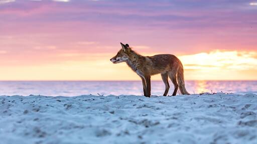 fuchs am meer