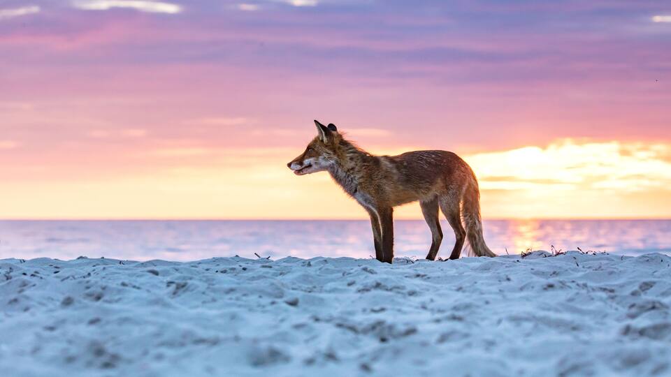 A fox standing on a snowy beach with a sunset in the background.