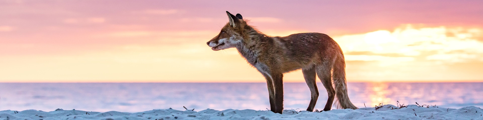 fuchs am meer