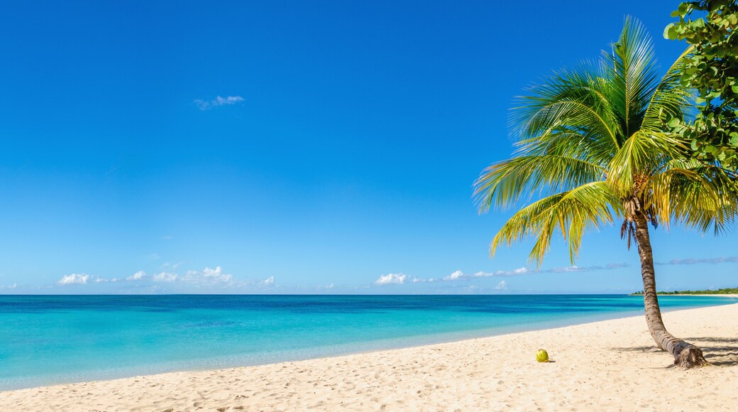 Amazing sandy beach with coconut palm tree and blue sky, Caribbe