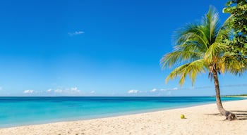 Amazing sandy beach with coconut palm tree and blue sky, Caribbe