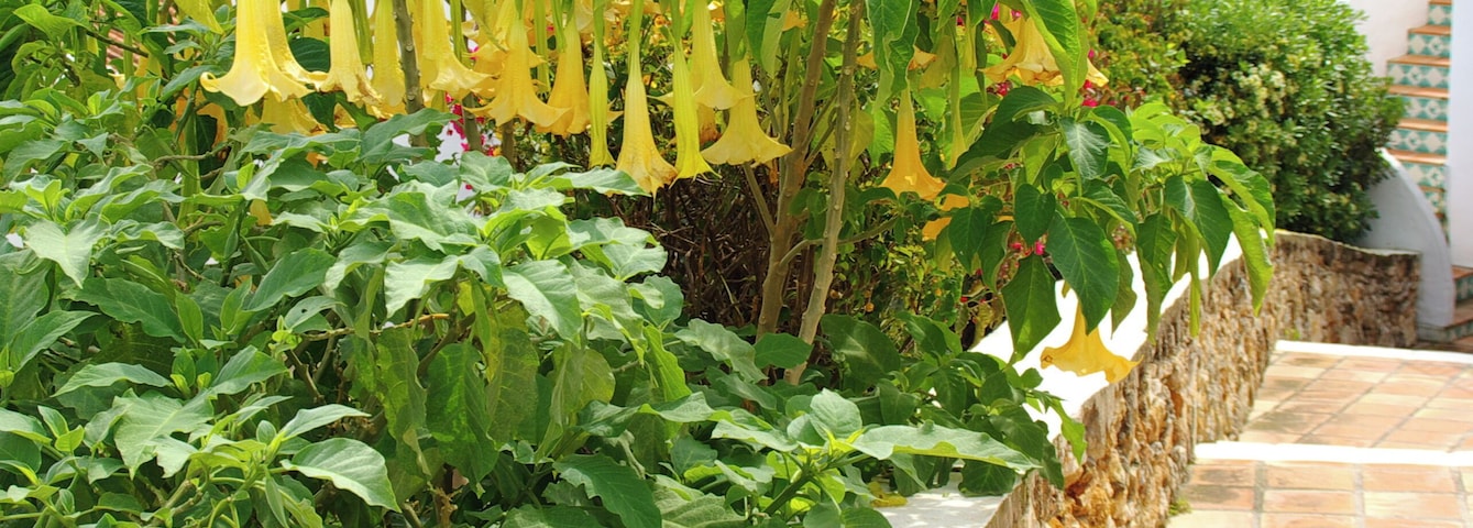 ® S.D. (ES,EN) NERJA COSTA - URB. CAPISTRANO PLAYA