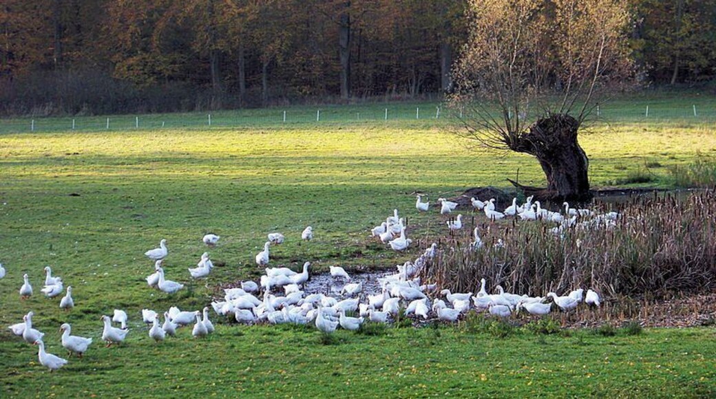 Gänseherde bei Schmadebeck