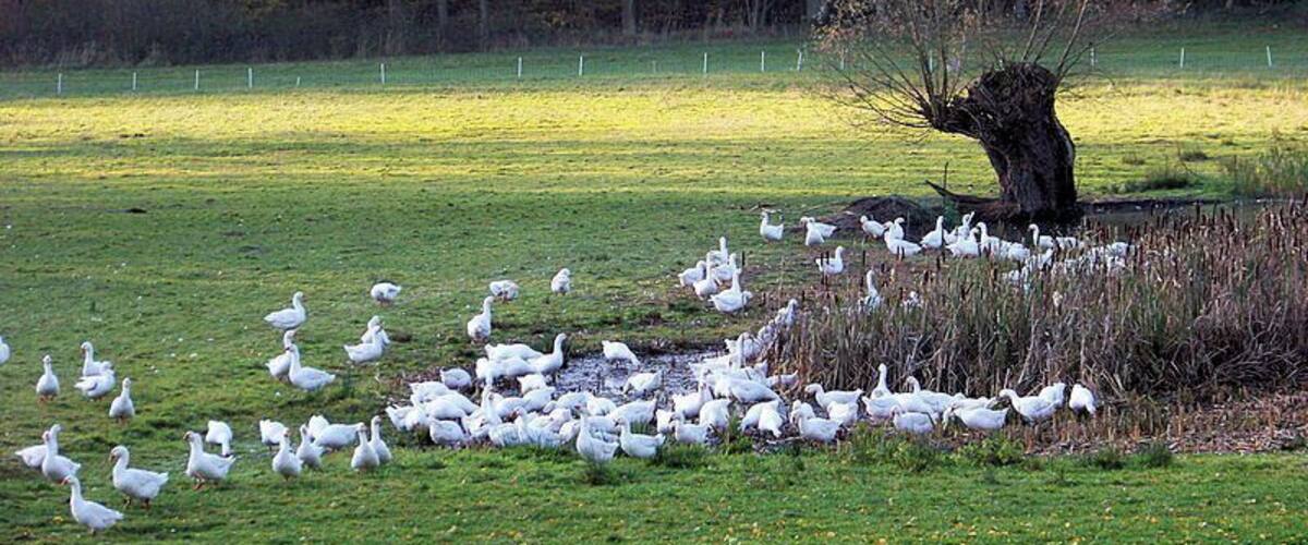 Gänseherde bei Schmadebeck