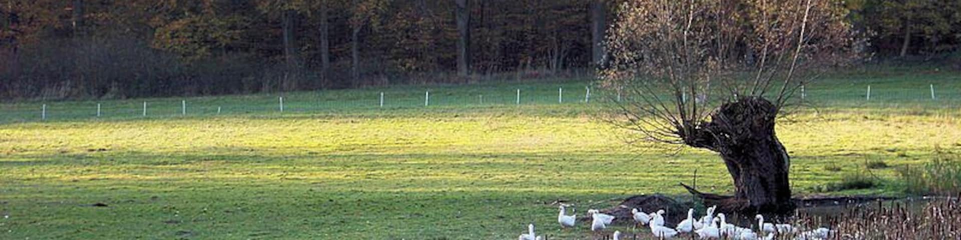 Gänseherde bei Schmadebeck