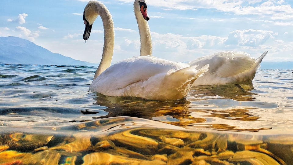 After visiting the Church of St.John you can wander down to the lake shoreline below. These 2 swans were visiting too, and the Golden sun reflected through the crystal clear waters of the stunning Lake.They were quite happy to pose for my photo. #Golden #lakeOhrid #Macedonia