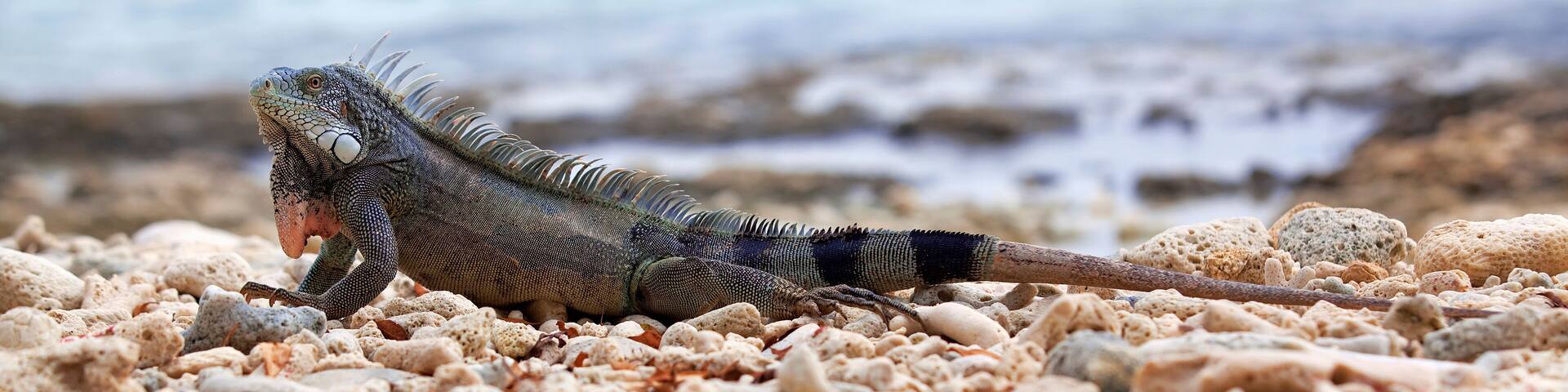 Iguana on Port Marie beach on Curacao