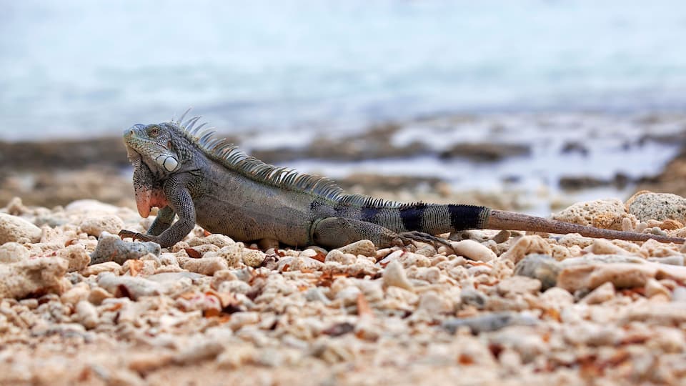 Iguana on Port Marie beach on Curacao