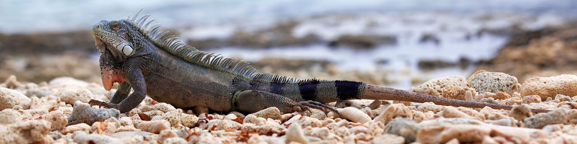 Iguana on Port Marie beach on Curacao