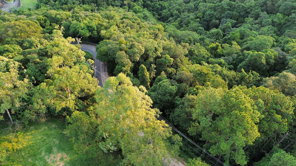 A dense forest with a winding road cutting through it.