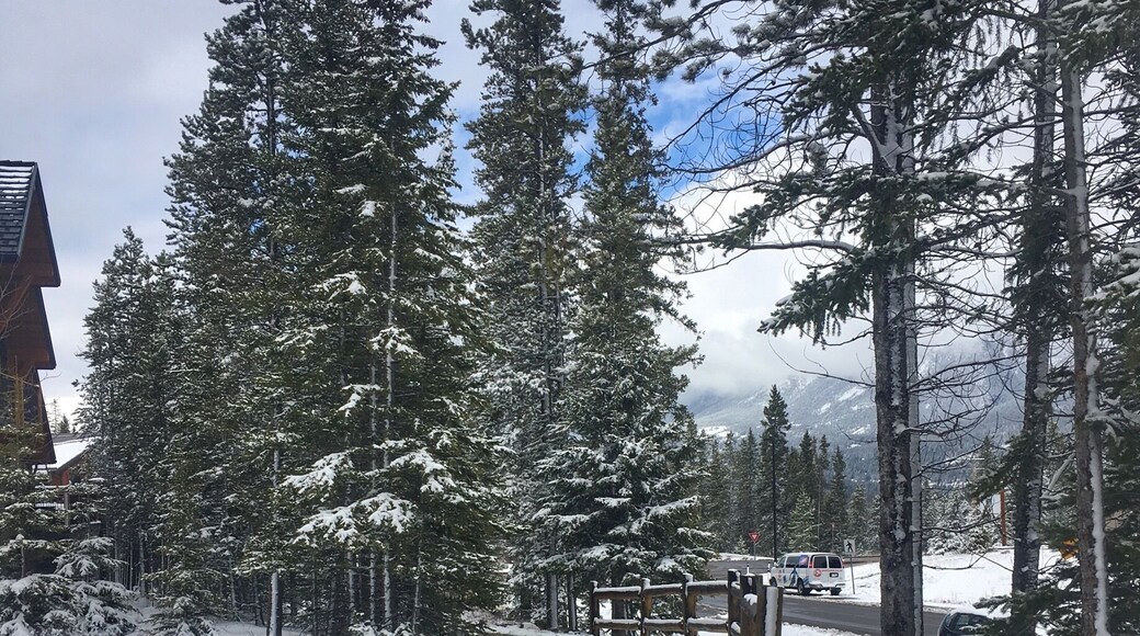 When you think it's spring and the next day you find snow on the ground . #alberta #threesisters #snow #mountainlife #canmore #walks #nature