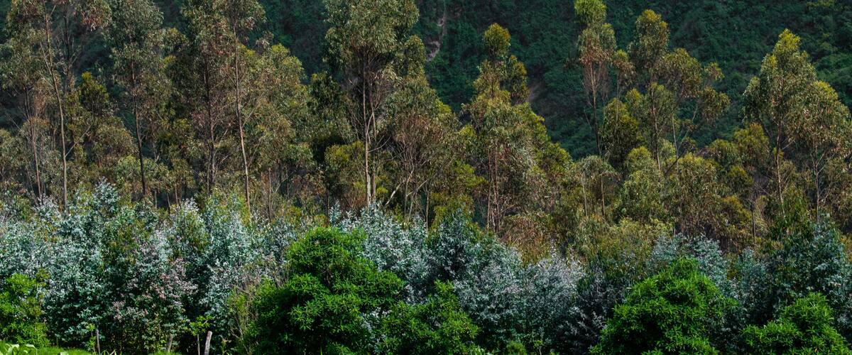 Textura de arboles y hojas de distintos colores