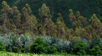 Textura de arboles y hojas de distintos colores