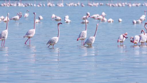 flock of birds pink flamingo on the salt lake in the city of Larnaca, Cyprus