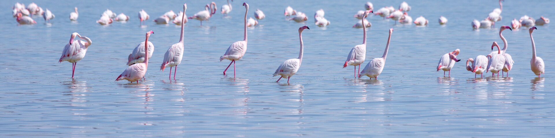 flock of birds pink flamingo on the salt lake in the city of Larnaca, Cyprus