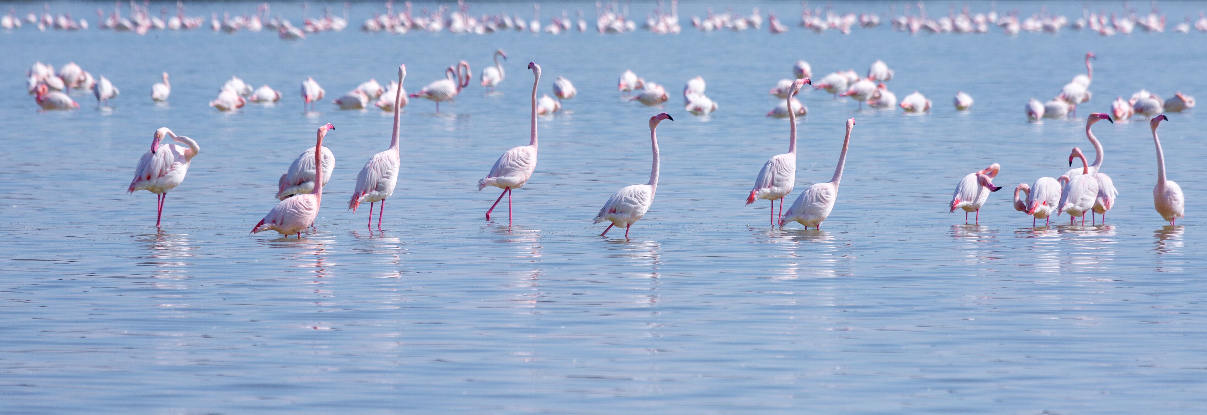 A large flock of flamingos standing in shallow water.