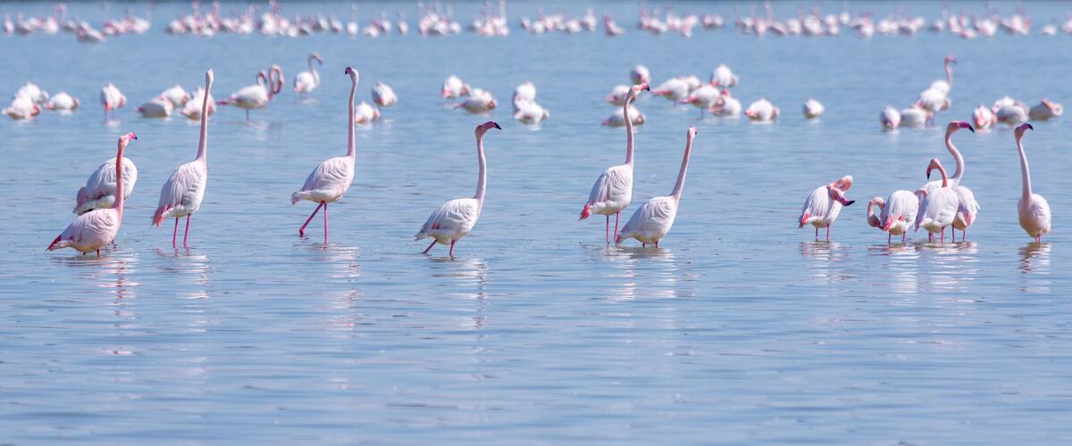 A large flock of flamingos standing in shallow water.
