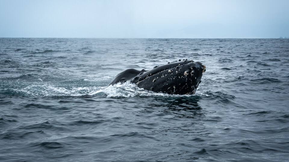 Humpback Whale in Machalilla National Park, Ecuador