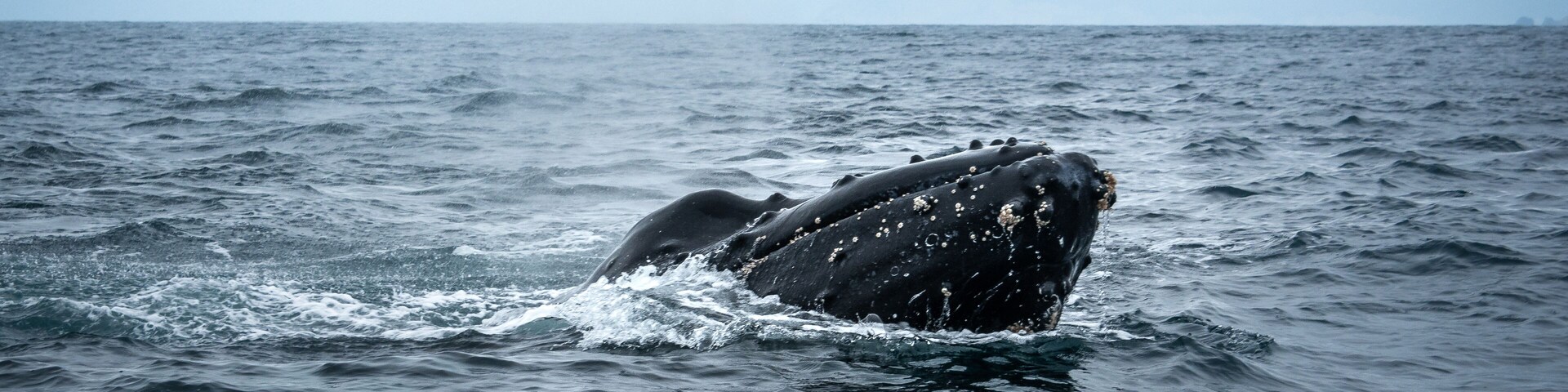 Humpback Whale in Machalilla National Park, Ecuador