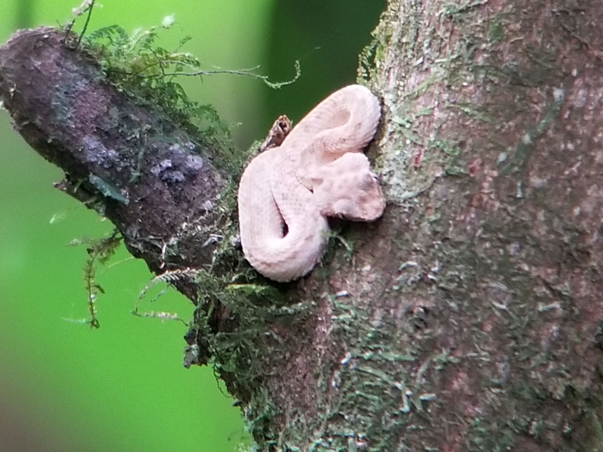 Didnt realize how small these guys were. #scaredthecrapoutofme