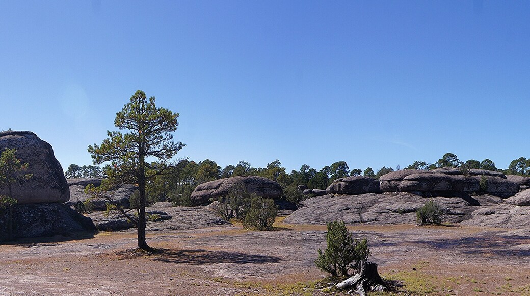 Mexiquillo Stone Forest, Durango - Mexico