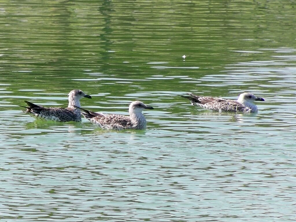Yellow-legged gulls (Larus michahellis) with first winter plumage, in Huelin Park, Málaga, Spain.